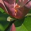 Magnolia x brooklynensis 'Evamaria', flowers