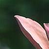 Magnolia x brooklynensis 'Evamaria', flowers