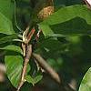 Magnolia x brooklynensis 'Evamaria', flowers