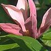 Magnolia x brooklynensis 'Evamaria', flowers