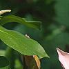 Magnolia x brooklynensis 'Evamaria', flowers