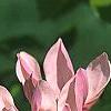 Magnolia x brooklynensis 'Evamaria', flowers