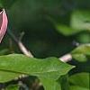 Magnolia x brooklynensis 'Evamaria', flowers