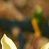Magnolia 'Butterfly', flowers