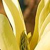 Magnolia 'Butterfly', flowers