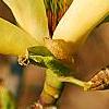 Magnolia 'Butterfly', flowers