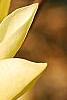 Magnolia 'Butterfly', flowers