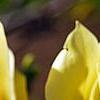 Magnolia 'Butterfly', flowers