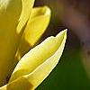 Magnolia 'Butterfly', flowers