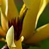 Magnolia 'Butterfly', flowers
