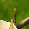 Magnolia 'Butterfly', flowers