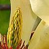 Magnolia 'Butterfly', flowers