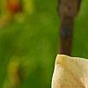 Magnolia 'Butterfly', flowers