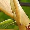 Magnolia 'Butterfly', flowers