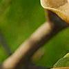 Magnolia 'Butterfly', flowers