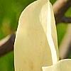 Magnolia 'Butterfly', flowers