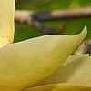 Magnolia 'Butterfly', flowers