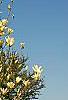 Magnolia 'Elizabeth', habit