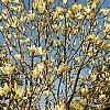 Magnolia 'Elizabeth', habit