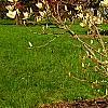 Magnolia 'Elizabeth', habit