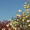 Magnolia 'Elizabeth', habit