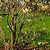 Magnolia 'Elizabeth', habit