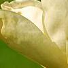 Magnolia 'Elizabeth', flowers