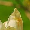 Magnolia 'Elizabeth', flowers