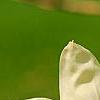 Magnolia 'Elizabeth', flowers