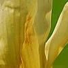 Magnolia 'Elizabeth', flowers