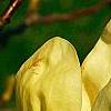 Magnolia 'Elizabeth', flowers