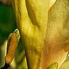 Magnolia 'Elizabeth', flowers
