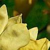 Magnolia 'Elizabeth', flowers