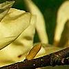 Magnolia 'Elizabeth', flowers