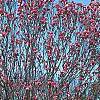 Magnolia 'Galaxy', habit
