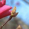 Magnolia 'Galaxy', flowers