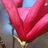 Magnolia 'Galaxy', flowers