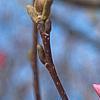 Magnolia 'Galaxy', flowers