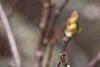 Magnolia 'Galaxy', flowers