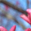Magnolia 'Galaxy', flowers