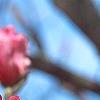 Magnolia 'Galaxy', flowers