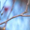 Magnolia 'Galaxy', flowers