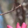 Magnolia 'Galaxy', flowers
