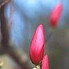 Magnolia 'Galaxy', flowers