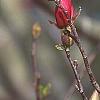 Magnolia 'Galaxy', flowers