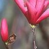 Magnolia 'Galaxy', flowers