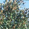 Magnolia grandiflora, habit