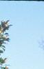 Magnolia grandiflora, habit