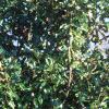 Magnolia grandiflora, habit