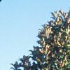 Magnolia grandiflora, habit